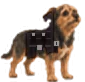 Charlie